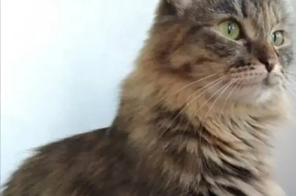 Кошки потеряшки, Москва, фото: Потеряшка кошка на ул. Октябрьская 91к2