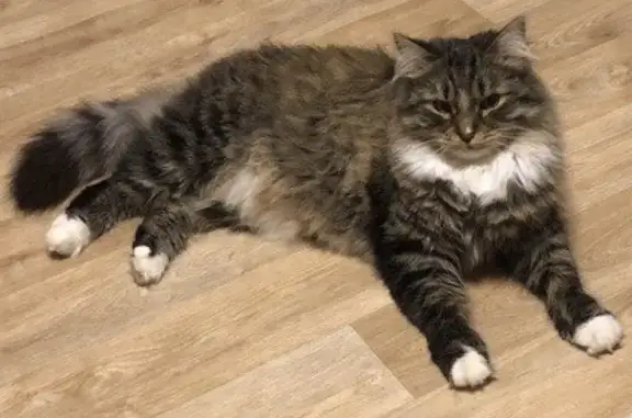 Кошки потеряшки, Москва, фото: Потеряшка кошка Мотя в деревне Булгаково, Московская область