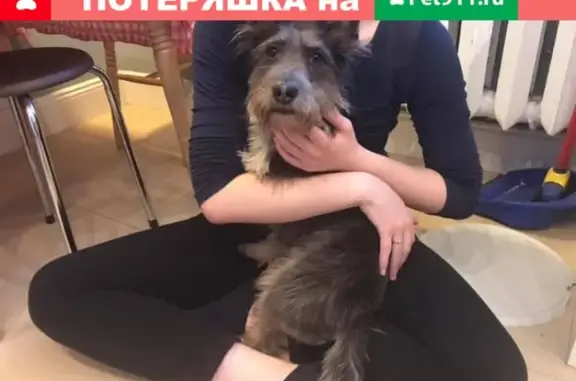 Найдена домашняя собака на Нежинской улице в Москве