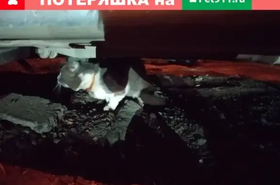 Найдена кошка с золотистым ошейником в Уфе