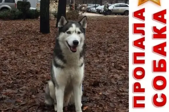 Пропала собака Грей в Калязинском районе, Тверская область.