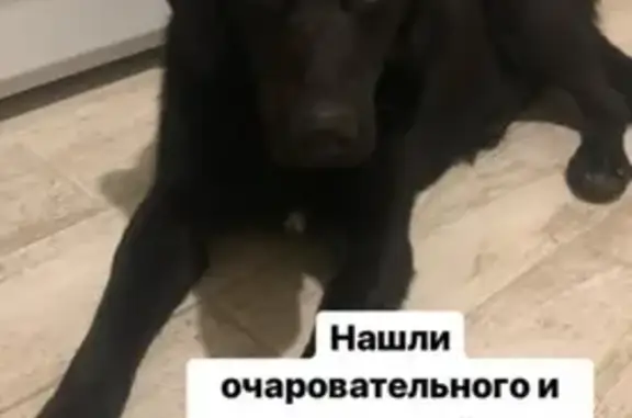 Найдена собака в Мытищах на улице Веры Волошиной, 46