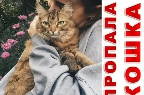 Кошки потеряшки, Москва, фото: Потеряшка кошка в пос. Коммунарка, Москва, 4 мая.