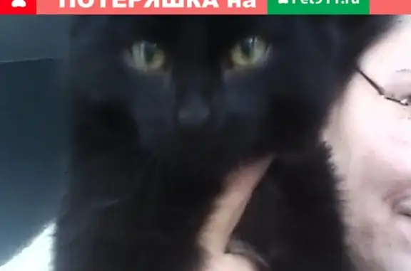 Кошки потеряшки, Тольятти, фото: Потеряшка кошка Черныш, вознаграждение! Тольятти