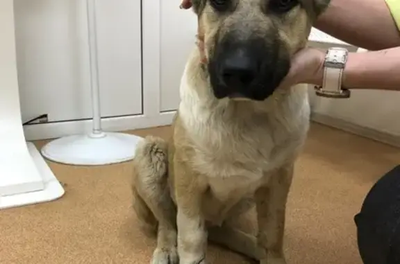 Найден щенок Алабая в Липецке, 9мкр, 4-5 мес, купированные уши и хвост