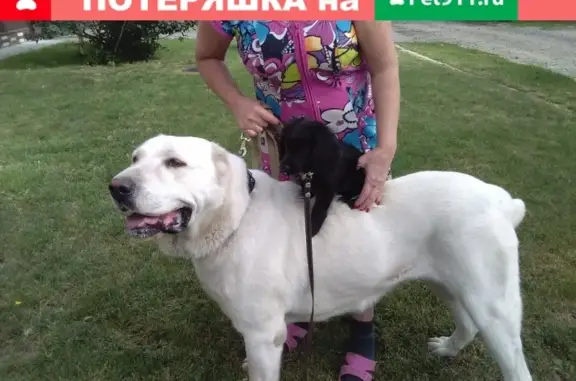 Пропала собака в Сызрани, помогите!