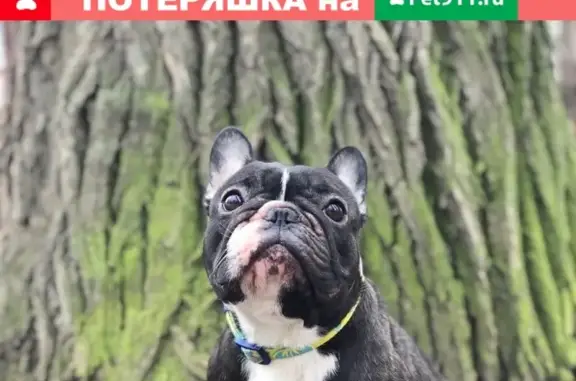 Собаки потеряшки, Уфа, фото: Потеряшка собака на ул. Р. Зорге, Уфа, Республика Башкортостан