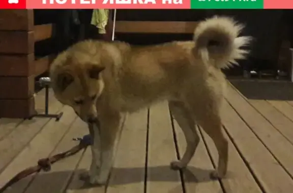 Найден собака Метис Акита-ину в Софрино