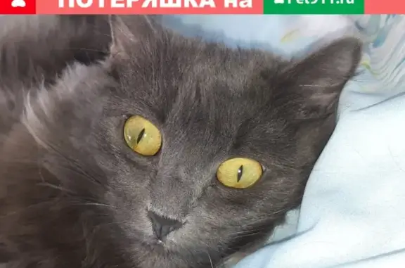 Кошки потеряшки, Новосибирск, фото: Потеряшка кошка по адресу Б.Хмельницкого д.107/1
