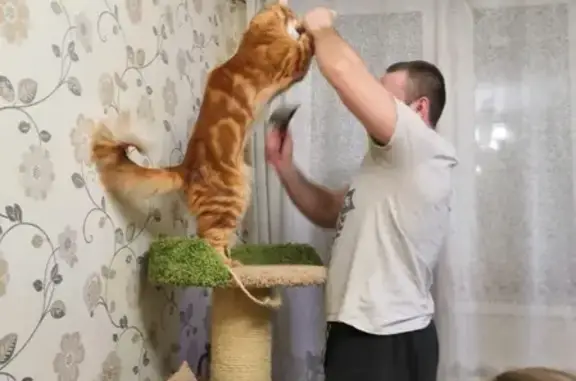 Кошки потеряшки, Москва, фото: Потеряшка кошка на ул. Южнобутовская 139