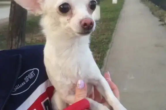 Найдена собака в парке, ищем хозяина