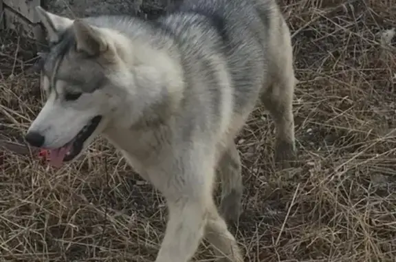 Пропала собака Хаски в Якутске