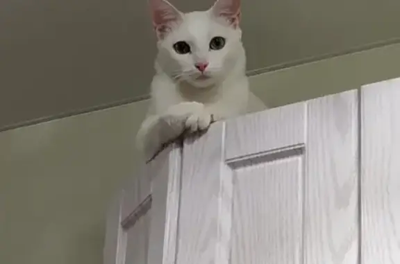 Кошки потеряшки, Иваново, фото: Потеряшка белая кошка в Иваново, микрорайон ТЭЦ-3, 3.