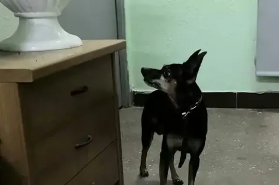 Найдена собака в Новокосино