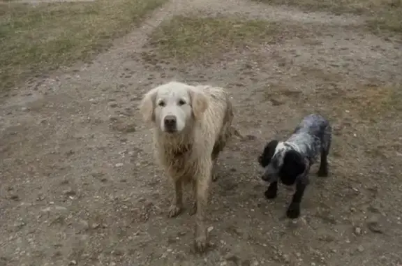 Пропали 2 собаки в Миассе: Голден ретривер и русская спаниель.