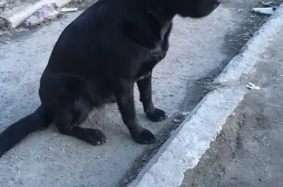 Найдена собака на ул. Копытова, 17 в Мурманске!
