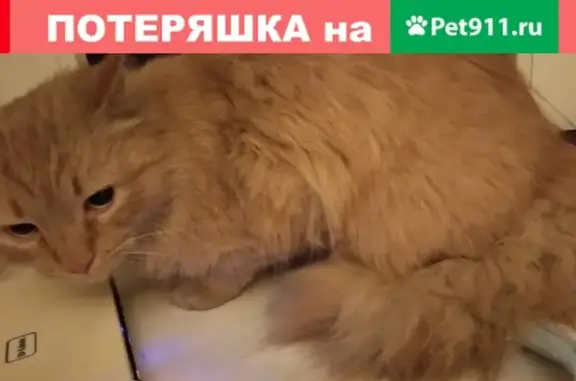 Найден домашний кот в Центральном районе Санкт-Петербурга