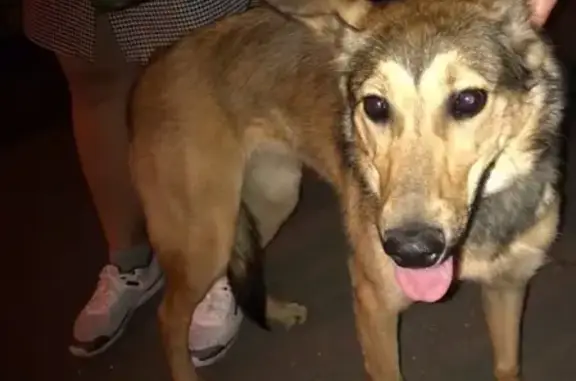 Найдена собака в Таганском районе, адрес в ссылке