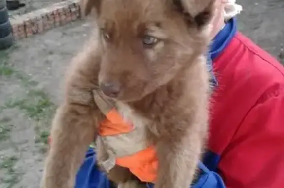 Найден щенок в Белинском, Пензенская область