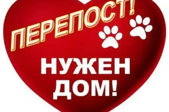 Найден курцхаар-щенок в Пятигорске!