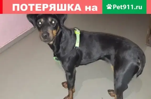 Найден пёс в Мурманске!