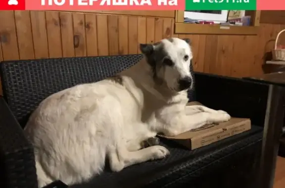 Пропала собака в Ленинградской области, СНТ Форт Ино