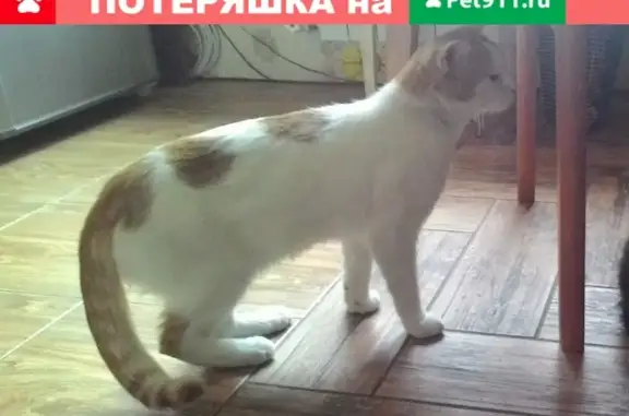 Пропал белый кот Лёвушка на Мариупольском шоссе