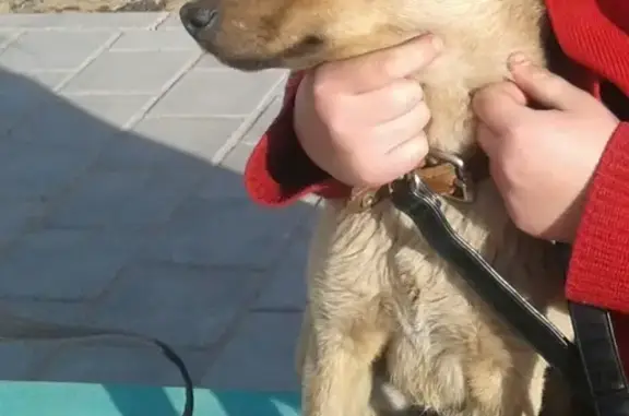 Пропала собака на улице Авиационная в Нерчинске