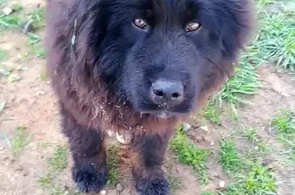 Пропала собака в селе Туношна, вознаграждение