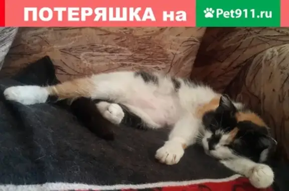 Пропала кошка на Ленина 144 #Магнитогорск