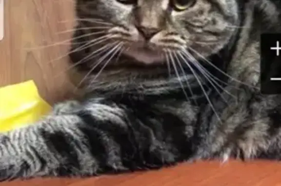 Потерянные животные Иваново, фото: Пропала кошка в Иваново, район Митрофаново и Светлый Луч.