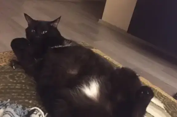 Кошки потеряшки, Языково, фото: Потеряшка кошка в Языково, на Полевой, 56.