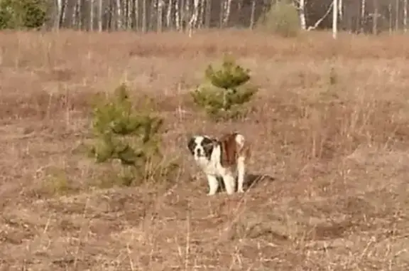 Пропала собака в Ижевске, помогите вернуть домой!