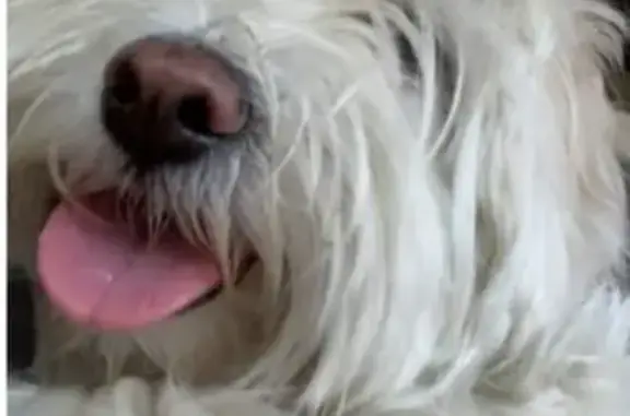 Найденные животные Москва, фото: Найдена собака на проезде Одоевского 11к3 в Ясенево, Москва