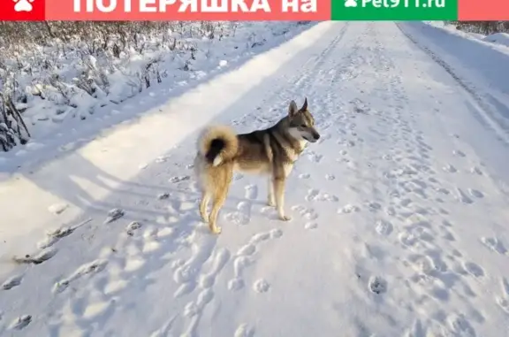 Пропала собака лайка в Нерле, Ивановская область