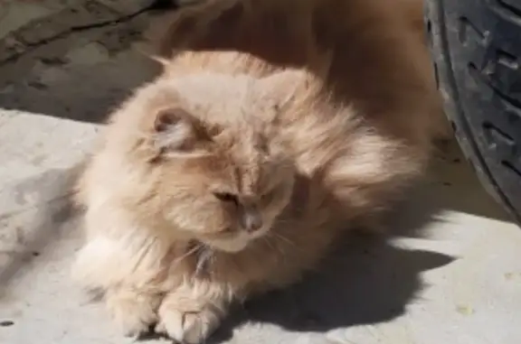 Пропала кошка Мура в Ново-Иерусалиме, вознаграждение гарантировано