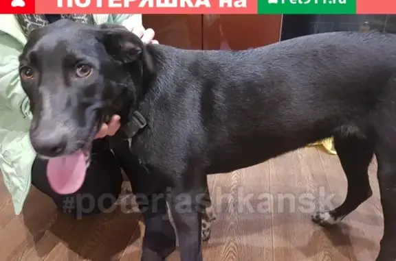 Найдена собака в районе Ключей и СО Родничок