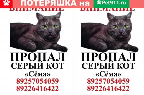 Пропал кот Семён в Чайковском, Пермский край