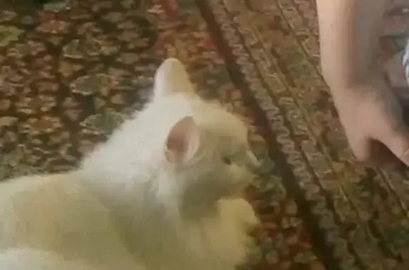 Пропал белый кот на ул. Ленина, 8 в Чебаркуле