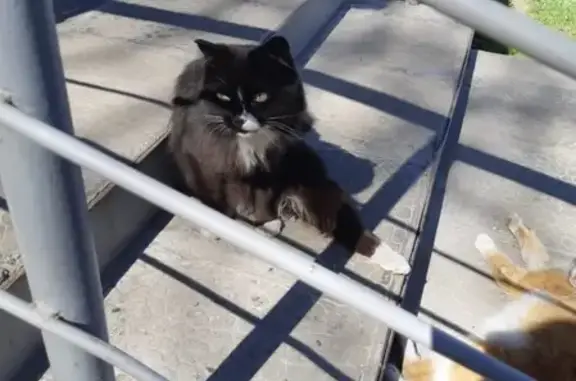 Найдена кошка на Леонова
