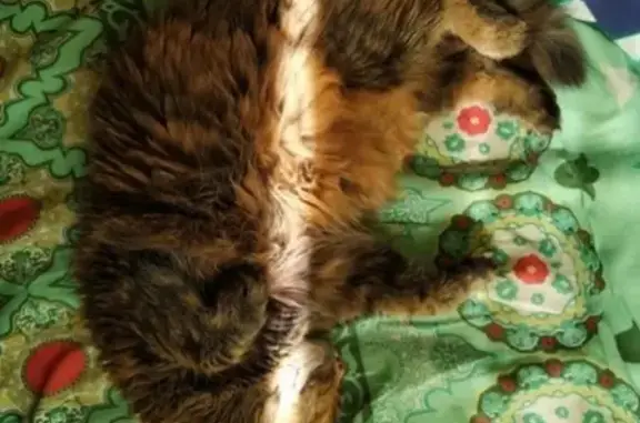 Кошки потеряшки, Набережные Челны, фото: Потеряшка кошка 