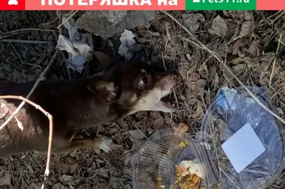 Собака найдена в Кемерово, на ул. Терешковой 5А