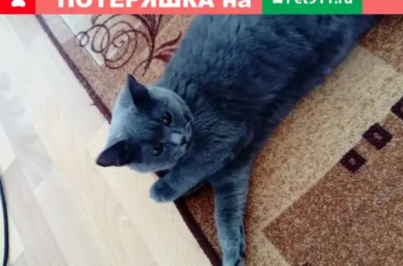 Найдена британская кошка на Ворошилова 40