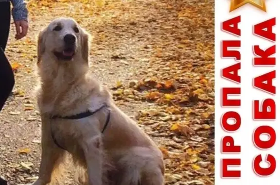 Пропала собака в Краснодаре на Энка-дачи