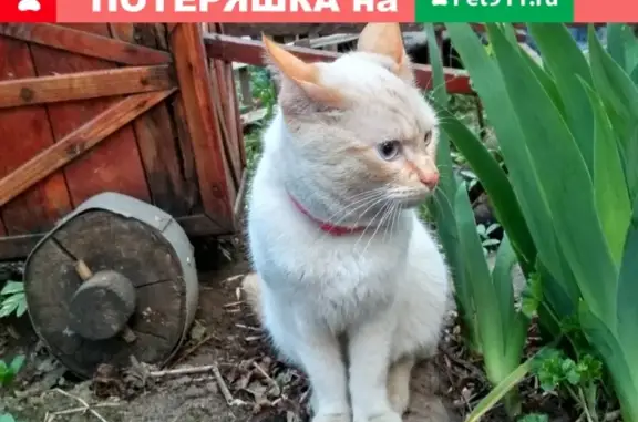 Найден кот в Кировском районе - контакт 