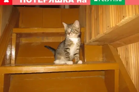Пропал котик на ул. Попова, 7!