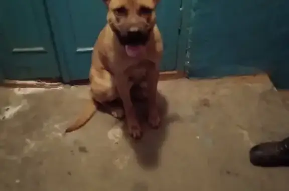 Найдена породистая собака в Оренбурге