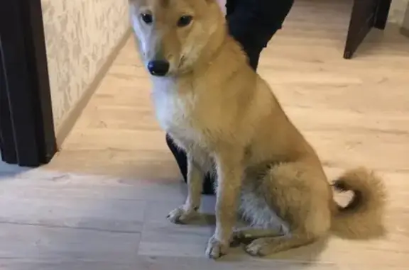 Найден щенок Карело-финской лайки в Петрозаводске