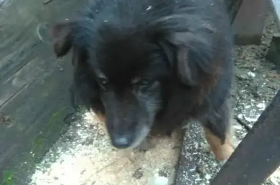 Найдена слепая и глухая собака на улице Рабочей