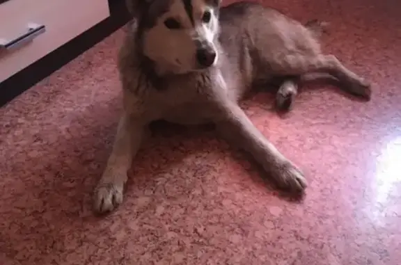 Найден пёс на остановке Машмет в Воронеже